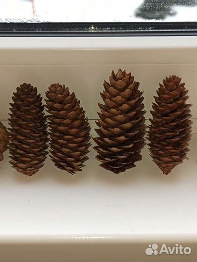 Шишки еловые