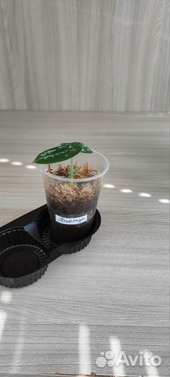 Сциндапсус