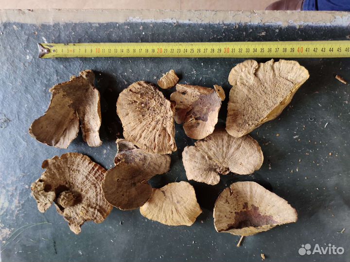 Сухоцветы экзоты