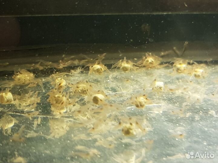 Креветки амано розница и оптом, доставка