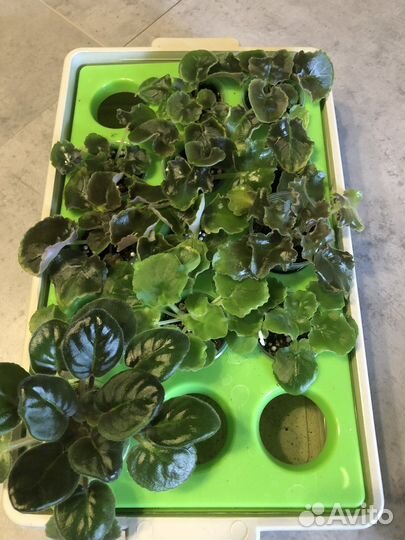 Детки фиалок