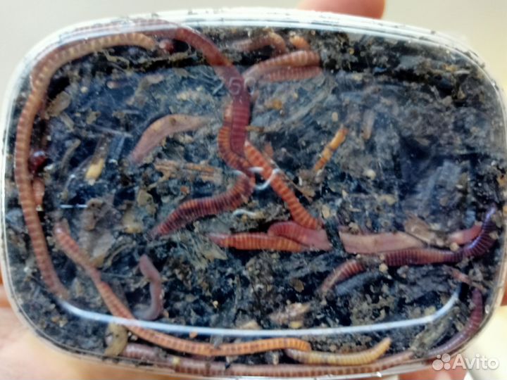 Червь навозный