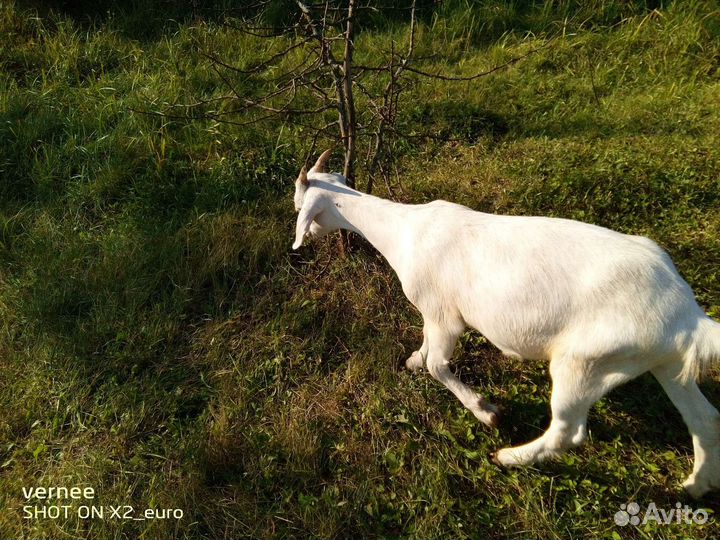 Продам козла