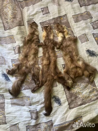 Шкурка куницы