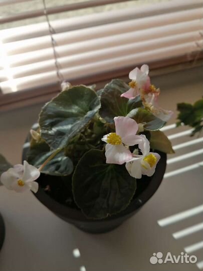 Бегонии вечноцветущие 3 вида