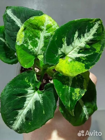 Эпипремнумы, сингониумы, монстеры