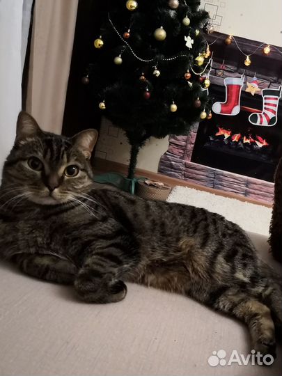 Кот модель для съемок