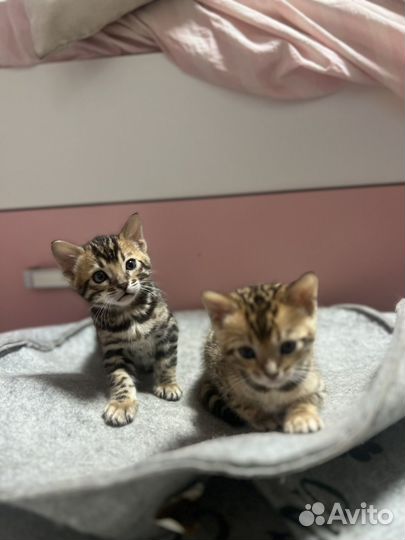 Котята бенгалы