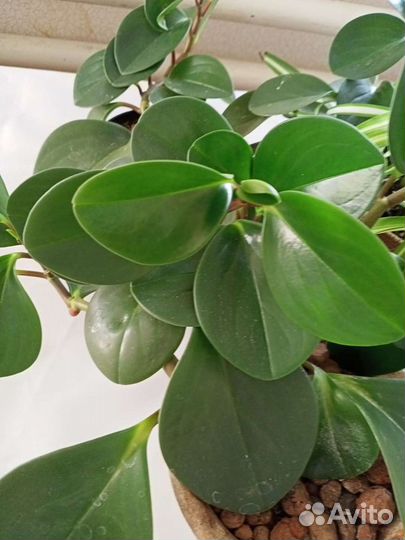 Хлорофитум кудрявый,Пеперомия туполистная
