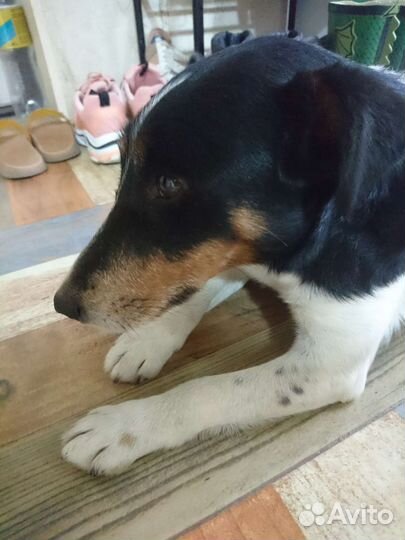 Фокстерьер