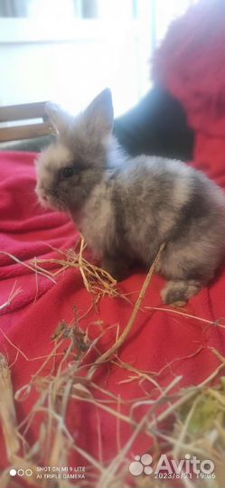 Декоративные кролики