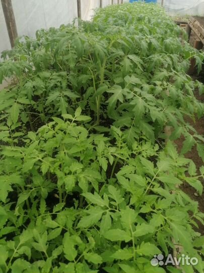 Рассада помидор и перцев