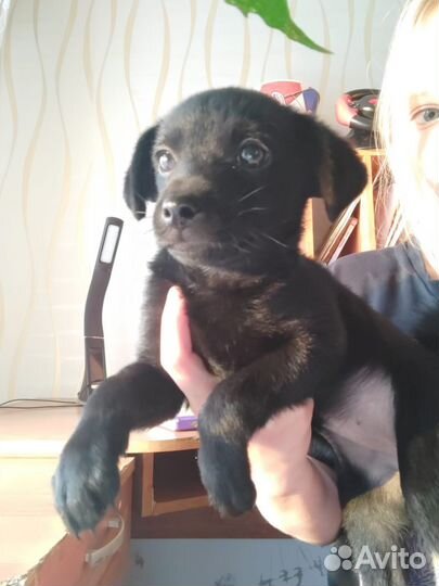 Щенок в добрые руки. Девочка, будет маленькая