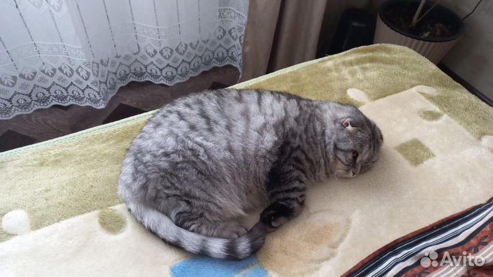 Британская кошка в дар