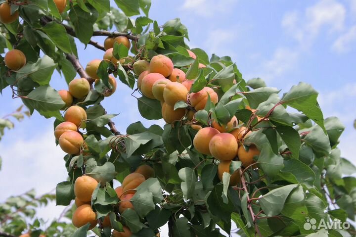 Абрикосовые деревья саженцы