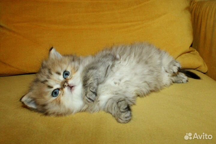 Британская золотая девочка