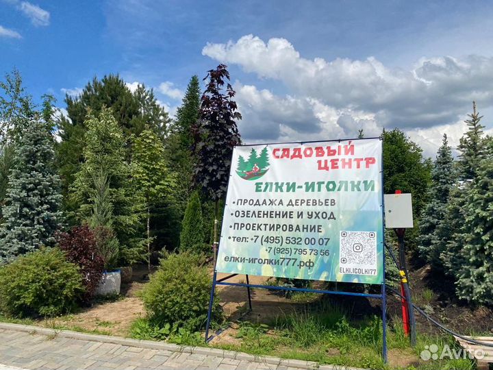Ель голубая