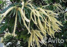 Каштановый