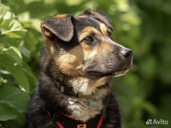 Рон в добрые руки