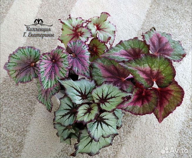 Бегония лист срез