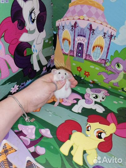 Крыса крысята дамбо, клетки, корм, наполнитель