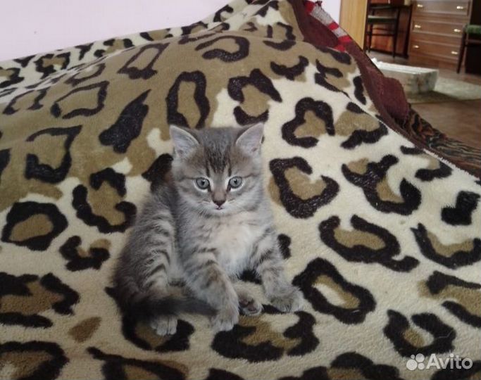 Котик