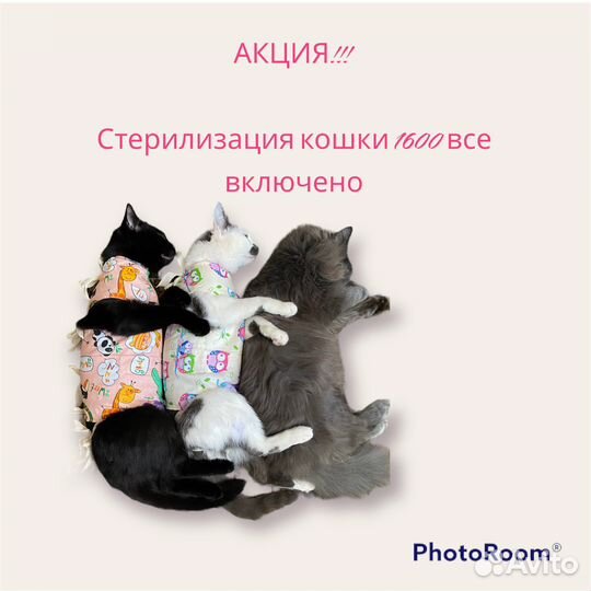 Ветеринарный врач