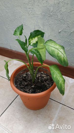 Диффенбахия два вида, Алоэ Вера, Спатифиллум