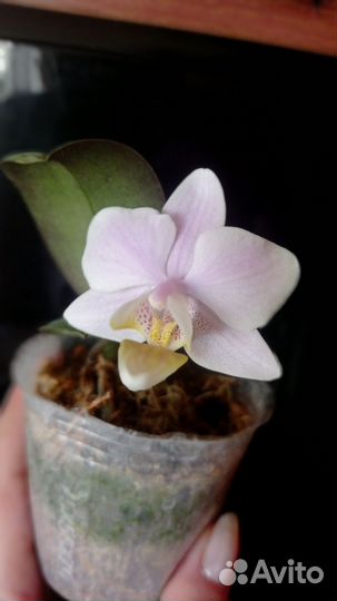 Орхидея Pinlong Cheris