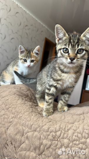 Котята бесплатно