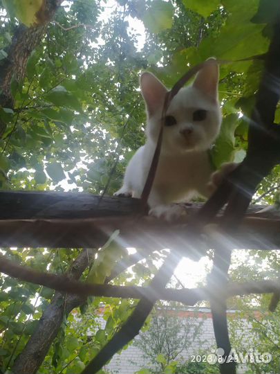 Котенок в дар