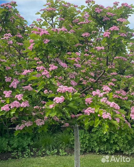 Боярышник морденский Тоба