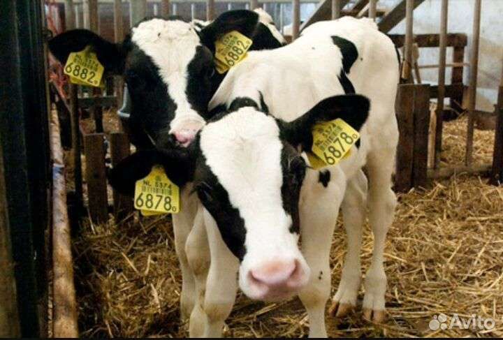 Бычки телята