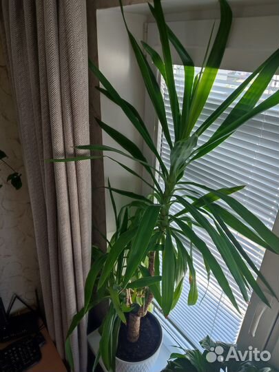 Пальма юкка