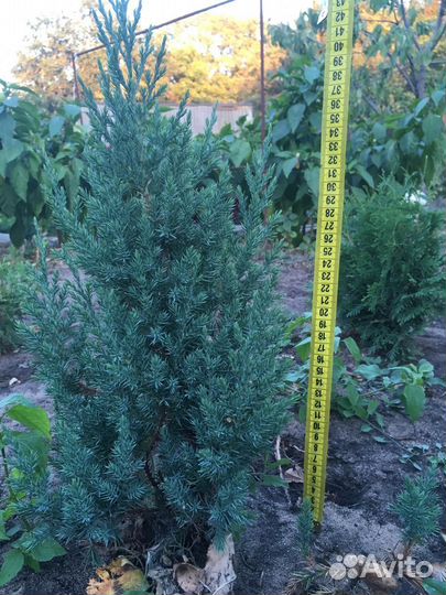 Продаю туи, можжевельник виргинский, скльный