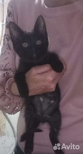 Котëнок чëрный