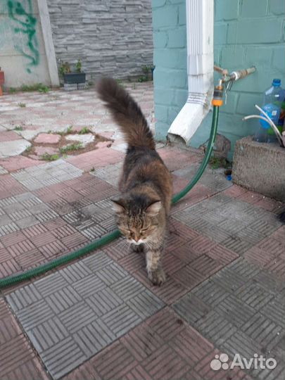 Отдам кота в добрые руки