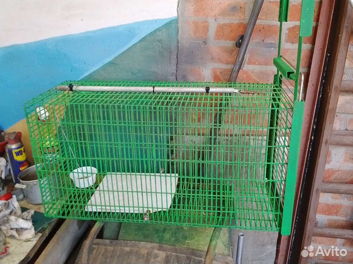 Аренда кошколовки