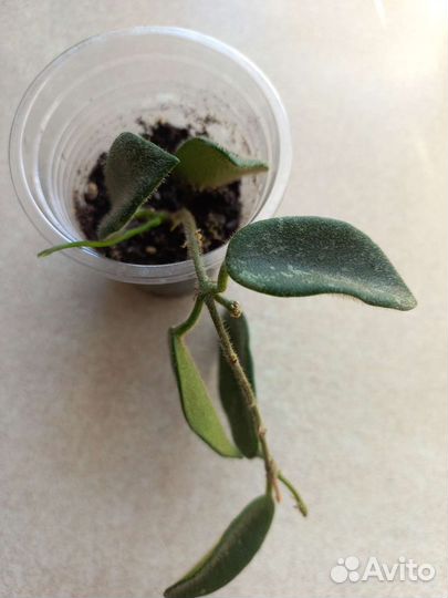 Хойя 7сортов