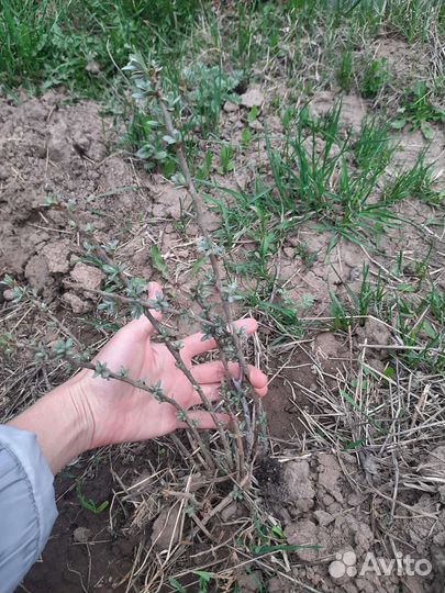 Облепиха саженцы