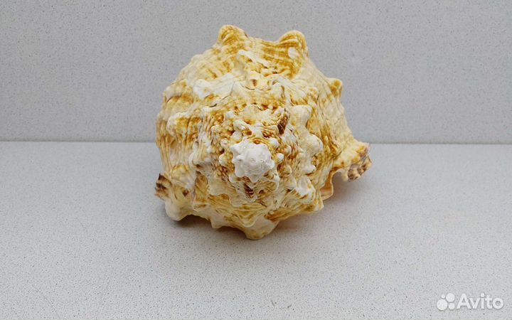 Бурса Буба 25,9 морская ракушка раковина