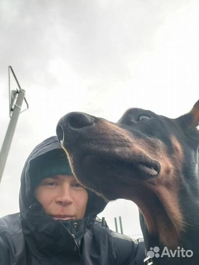 Зооняня, Догситтер крупных собак