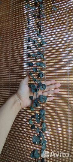 Церопегия Вуда (Вуди)