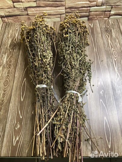 Пижма растение