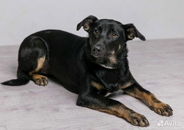 Щенок в добрые руки