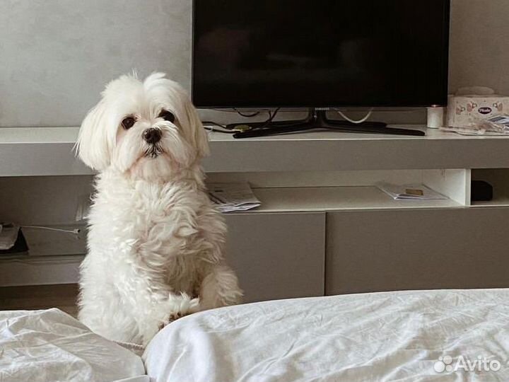 Щенки бивер йорка