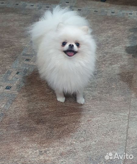 Щенок померанского шпица