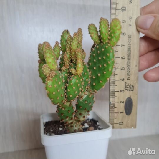 Кактус опунция мелковолосистая суккулент