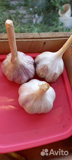 Чеснок сорт Стрелец