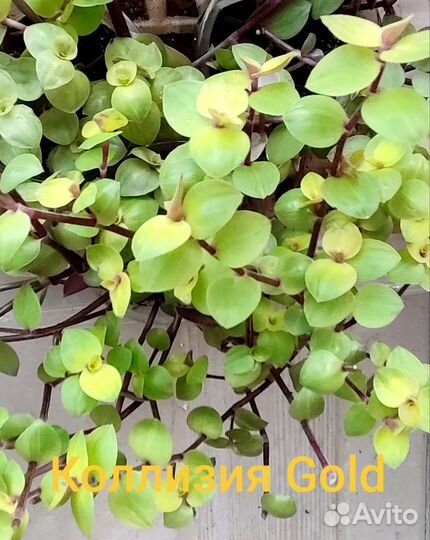 Комнатные цветы:традесканции, коллизии